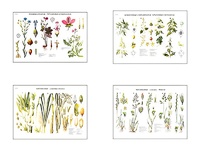 Плакаты ПРОФТЕХ "Систематика растений" (4 пл, винил, 70х100) - fgospostavki.ru - Новосибирск