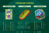Электрифицированный стенд "Строение клетки" с маркерными полями - fgospostavki.ru - Новосибирск