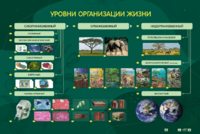 Электрифицированный стенд "Уровни организации жизни" - fgospostavki.ru - Новосибирск