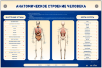 Электрифицированный стенд-тренажер c макетом скелета "Анатомическое строение человека" - fgospostavki.ru - Новосибирск