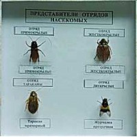 Коллекция энтомологическая "Представители отряда насекомых" - fgospostavki.ru - Новосибирск