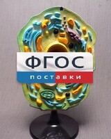 Модель "Клетка растения" - fgospostavki.ru - Новосибирск