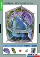 Комплект таблиц. Биология. Вещества растений. Клеточное строение. - fgospostavki.ru - Новосибирск