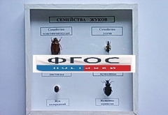 Коллекция "Семейство жуков" - fgospostavki.ru - Новосибирск