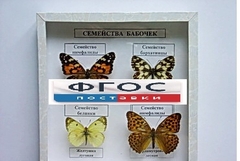 Коллекция "Семейство бабочек" - fgospostavki.ru - Новосибирск