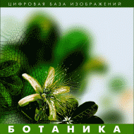 Ботаника. (Цифровая база изображений) - fgospostavki.ru - Новосибирск