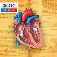 Анатомия (Цифровой атлас школьника) - fgospostavki.ru - Новосибирск