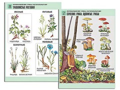 Комплект таблиц "Окружающий мир. Грибы. Растительный мир" (12 таблиц, А1, ламинированные) - fgospostavki.ru - Новосибирск