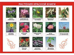 Таблица демонстрационная "Растения Красной книги" (винил 100*140) - fgospostavki.ru - Новосибирск