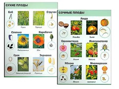 Коллекция "Семена и плоды" - fgospostavki.ru - Новосибирск