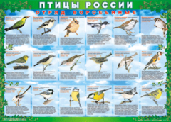 Комплект таблиц "Птицы России (4 листа)" (100х140 сантиметров, винил) - fgospostavki.ru - Новосибирск