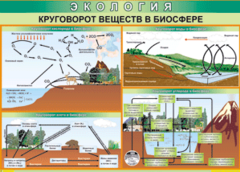 Таблица "Круговорот веществ в биосфере" (100х140 сантиметров, винил) - fgospostavki.ru - Новосибирск