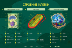 Электрифицированный стенд "Строение клетки" с маркерными полями - fgospostavki.ru - Новосибирск