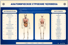 Электрифицированный стенд-тренажер c макетом скелета "Анатомическое строение человека" - fgospostavki.ru - Новосибирск