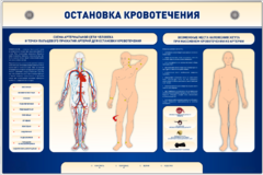 Электрифицированный стенд-тренажер "Остановка кровотечения" - fgospostavki.ru - Новосибирск