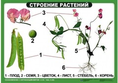 Комплект таблиц "Ознакомление с окружающим миром 1-4 класс" - fgospostavki.ru - Новосибирск