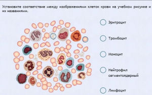 Интерактивные курсы. Биология 11 класс. Расширенный. - fgospostavki.ru - Новосибирск
