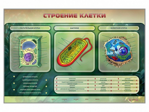 Электрифицированный стенд "Строение клетки" с маркерными полями - fgospostavki.ru - Новосибирск