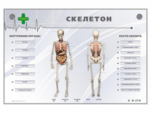 Электрифицированный стенд-тренажер "Скелетон" - fgospostavki.ru - Новосибирск