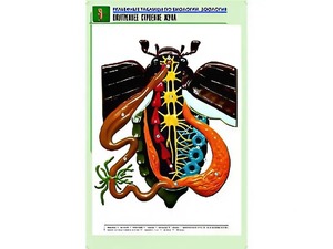 Рельефная таблица "Внутреннее строение жука" (формат А1, матовое ламинирование) - fgospostavki.ru - Новосибирск