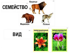 Модель-аппликация "Классификация растений и животных" (ламинированная) - fgospostavki.ru - Новосибирск