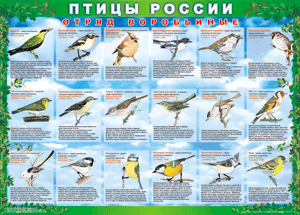 Комплект таблиц "Птицы России (4 листа)" (100х140 сантиметров, винил) - fgospostavki.ru - Новосибирск