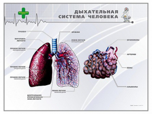 Стенд "Дыхательная система человека" - fgospostavki.ru - Новосибирск