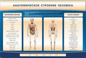 Электрифицированный стенд-тренажер c макетом скелета "Анатомическое строение человека" - fgospostavki.ru - Новосибирск