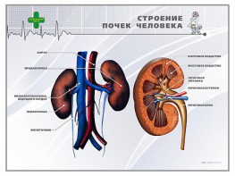 Стенд "Строение почки человека" - fgospostavki.ru - Новосибирск
