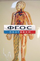 Модель барельефная "Кровеносная система человека" - fgospostavki.ru - Новосибирск