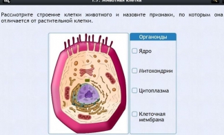 Интерактивные курсы. Биология 8 класс. Базовый - fgospostavki.ru - Новосибирск