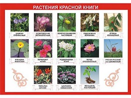 Таблица демонстрационная "Растения Красной книги" (винил 70*100) - fgospostavki.ru - Новосибирск