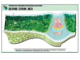 Рельефная таблица "Клеточное строение листа" (формат А1, матовое ламинирование) - fgospostavki.ru - Новосибирск