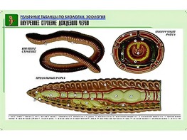 Рельефная таблица "Внутреннее строение дождевого червя" (формат А1, матовое ламинирование) - fgospostavki.ru - Новосибирск