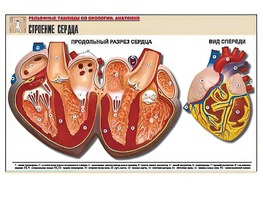 Рельефная таблица "Строение сердца" (формат А1, матовое ламинирование) - fgospostavki.ru - Новосибирск