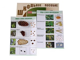Коллекция "Шишки, плоды, семена деревьев и кустарников" - fgospostavki.ru - Новосибирск