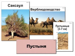 Модель-аппликация "Природные зоны России" (ламинированная) - fgospostavki.ru - Новосибирск