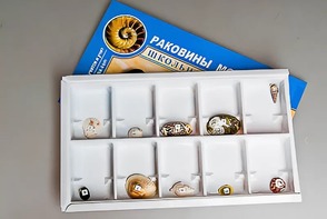 Коллекция "Раковины моллюсков" - fgospostavki.ru - Новосибирск