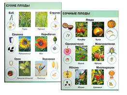 Коллекция "Семена и плоды" - fgospostavki.ru - Новосибирск