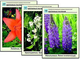 Гербарий фотографический "Основные группы растений" - fgospostavki.ru - Новосибирск