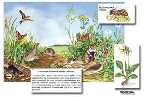 Магнитный плакат-аппликация "Луг: биоразнообразие и взаимосвязи в сообществе" - fgospostavki.ru - Новосибирск