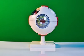 Модель глаза - fgospostavki.ru - Новосибирск