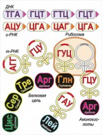 Модель-аппликация Биосинтез белка - fgospostavki.ru - Новосибирск