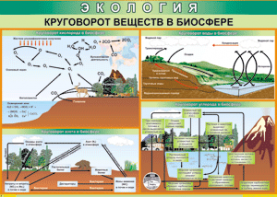 Таблица "Круговорот веществ в биосфере" (100х140 сантиметров, винил) - fgospostavki.ru - Новосибирск
