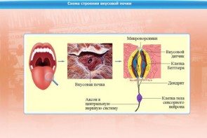 Интерактивные курсы. Биология 10 класс. Расширенный. - fgospostavki.ru - Новосибирск