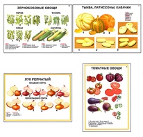 Плакаты ПРОФТЕХ "Ассортимент овощных культур" (12 пл, винил, 70х100) - fgospostavki.ru - Новосибирск