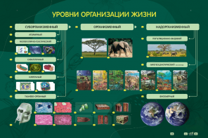 Электрифицированный стенд "Уровни организации жизни" - fgospostavki.ru - Новосибирск