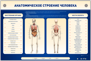 Электрифицированный стенд-тренажер c макетом скелета "Анатомическое строение человека" - fgospostavki.ru - Новосибирск