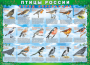 Комплект таблиц "Птицы России (4 листа)" (100х140 сантиметров, винил) - fgospostavki.ru - Новосибирск