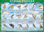 Комплект таблиц "Птицы России (4 листа)" (100х140 сантиметров, винил) - fgospostavki.ru - Новосибирск
